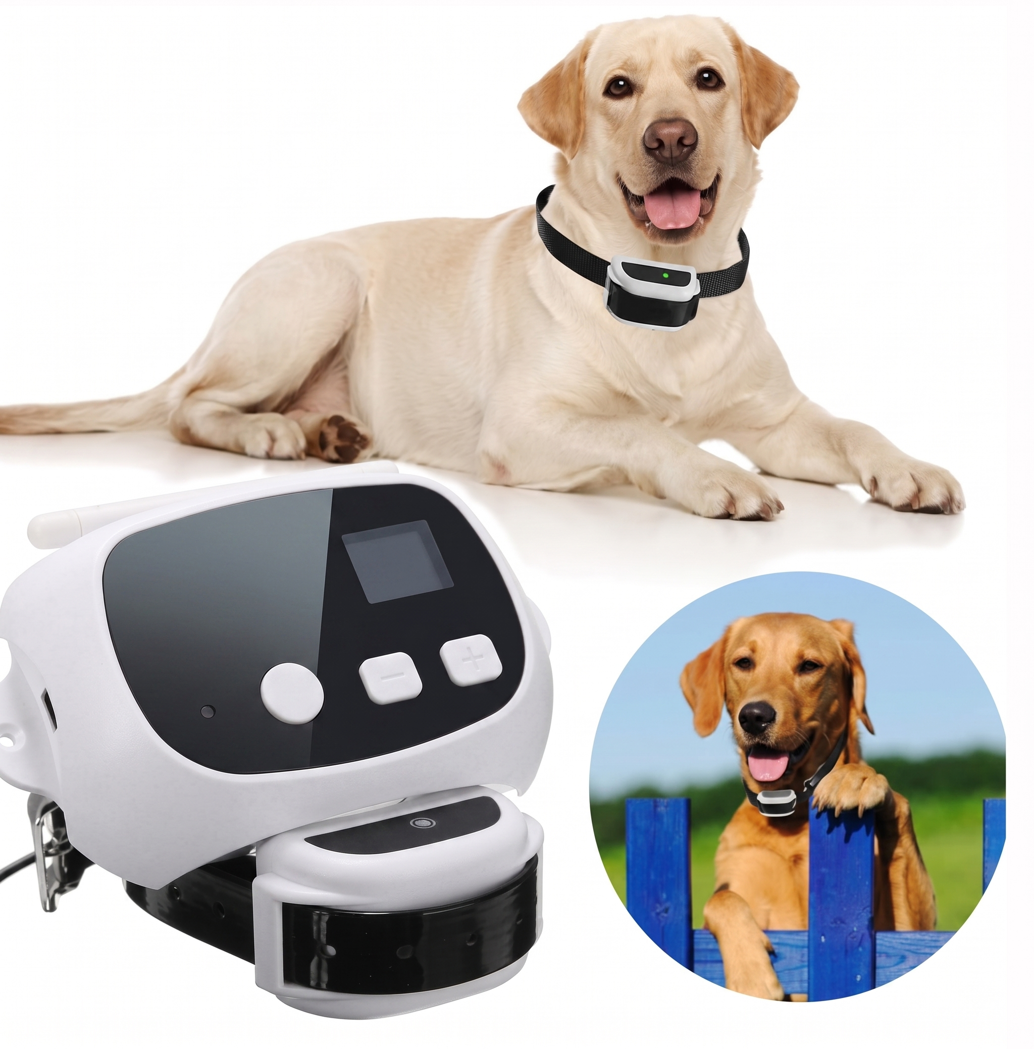 Pet & Animal