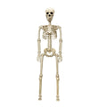 Life-size Halloween skeleton decoration with posable joints