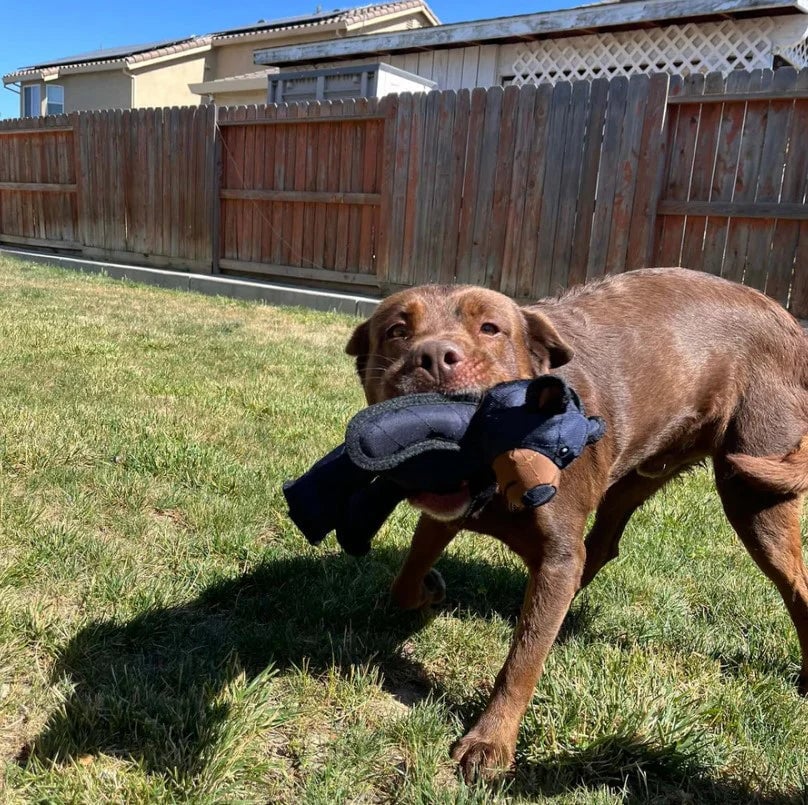 Durable Dog Chew Toy - Heavy-Duty Natural Rubber for Aggressive Chewers