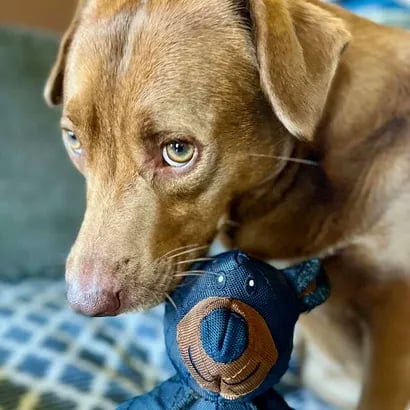 Durable Dog Chew Toy - Heavy-Duty Natural Rubber for Aggressive Chewers