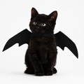 Black Bat Wing Pet Costume