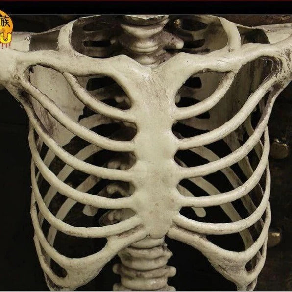 67-Inch Full-Body Posable Skeleton Decoration