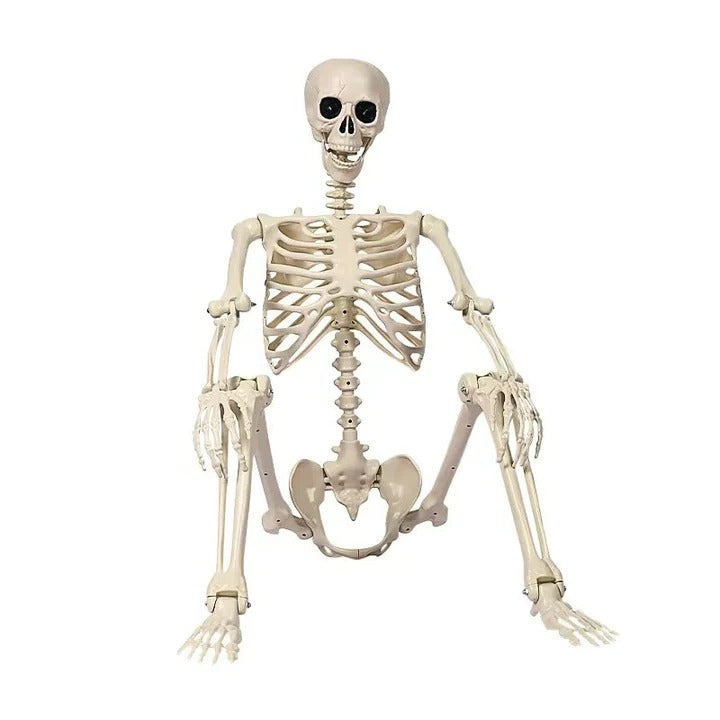 67-Inch Full-Body Posable Skeleton Decoration
