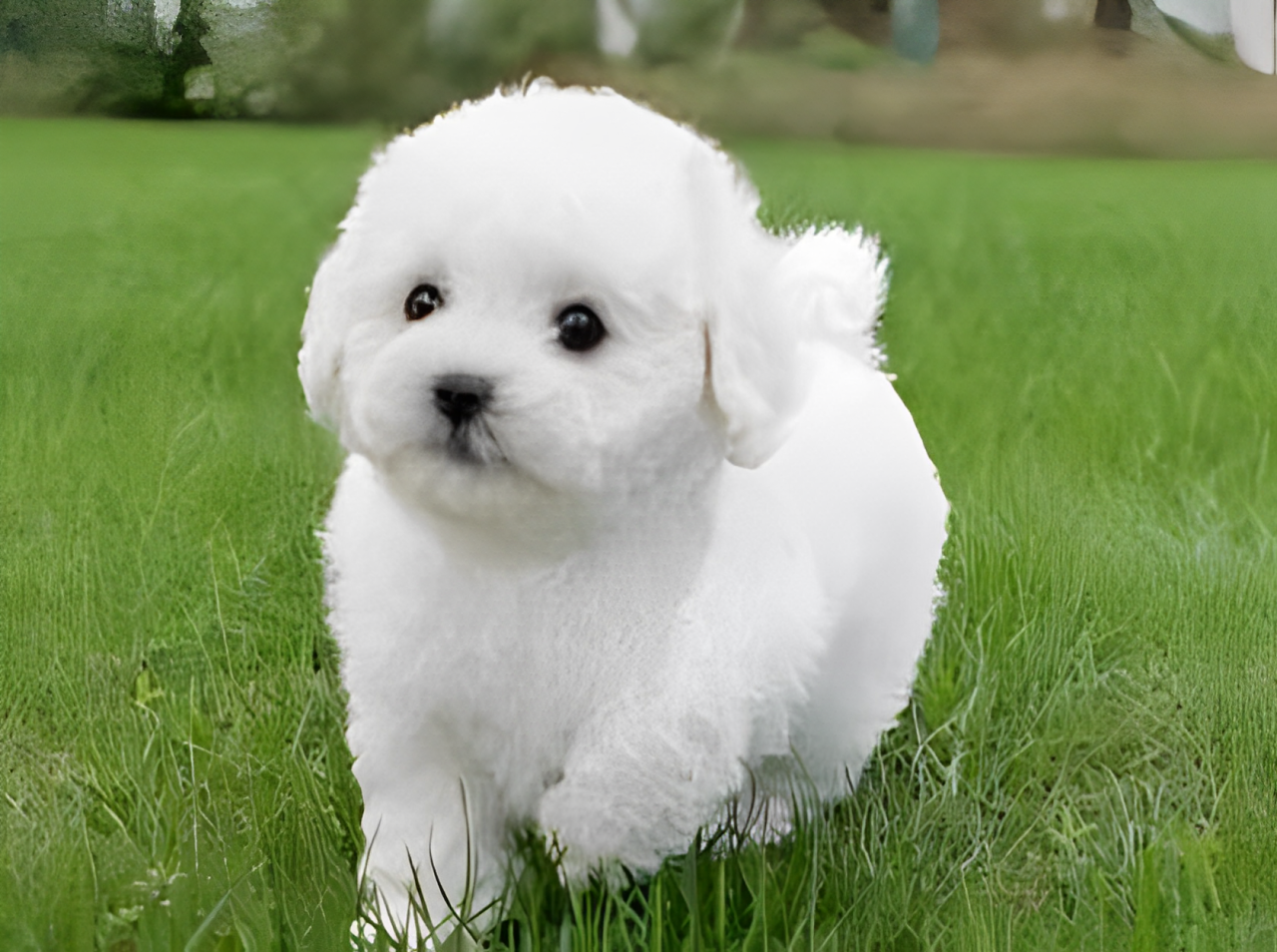 Realistic Plush Teddy Dog - Lucky - Soft, Cuddly Companion for Kids and Collectors